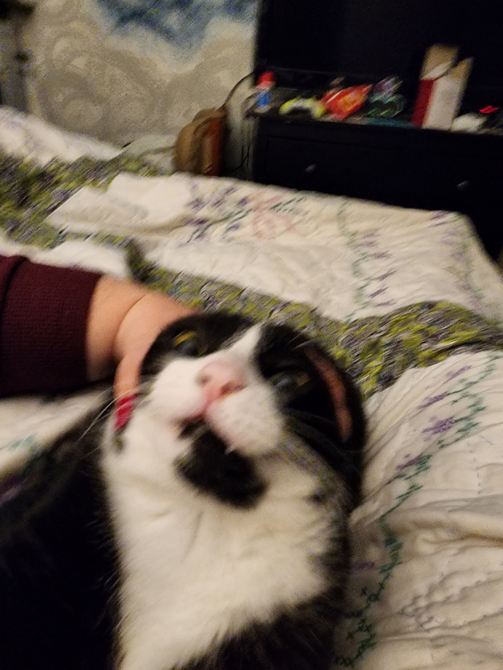 photograph of my cat